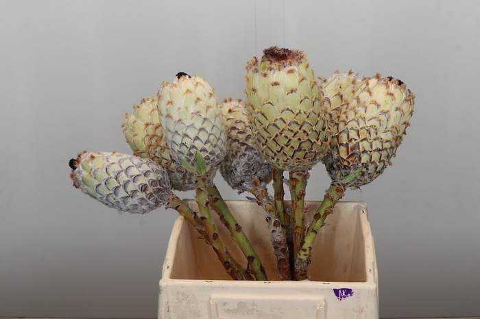 <h4>Protea Barbigera White No leaves</h4>