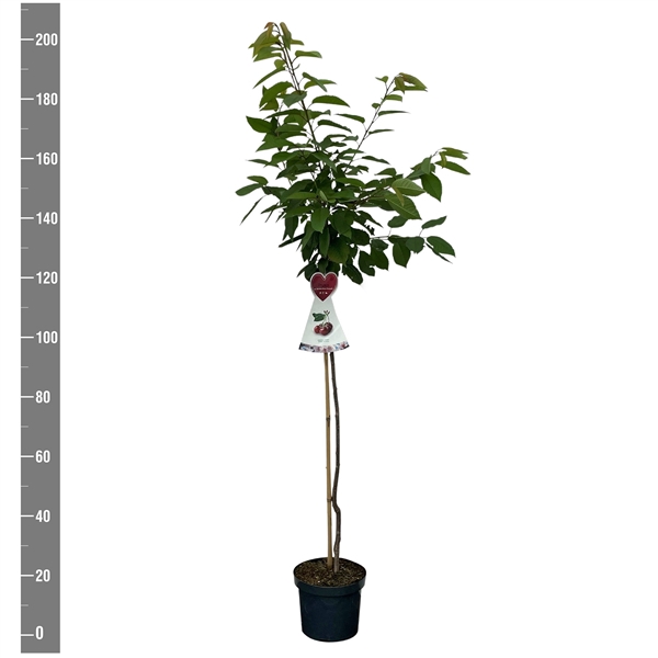 <h4>Prunus a. Butners Rote Knorpelkirsche halfstam</h4>