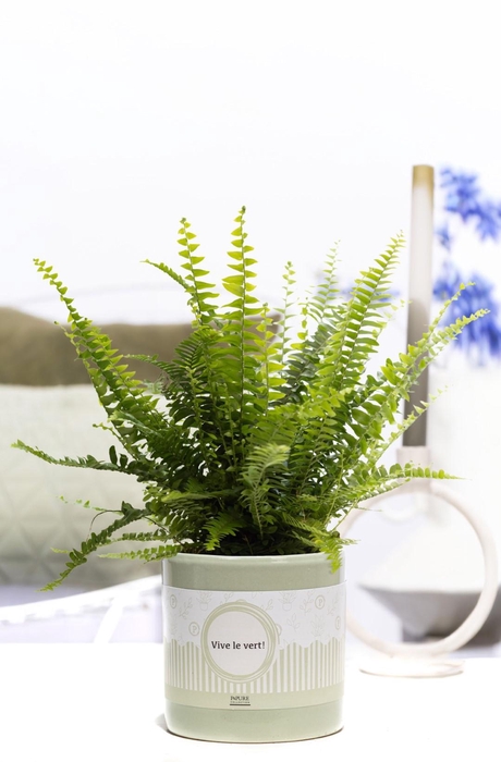 <h4>Nephrolepis Green Lady P&P cadeau concept: VIVE LE VERT!</h4>