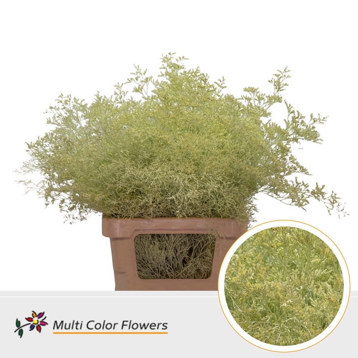 <h4>Limonium Beltlaard Creme</h4>