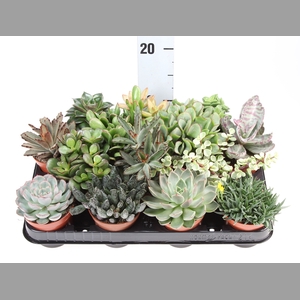 Succulents   ...