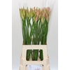 Nerine Vesta K