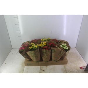 KALANCHOE DOBRADO P11