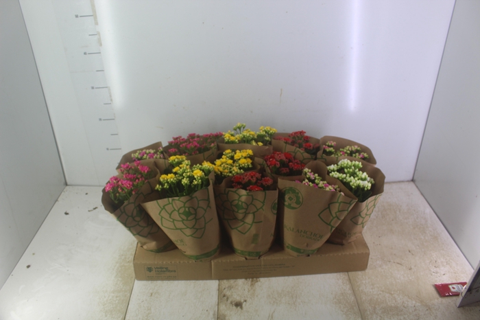 <h4>KALANCHOE DOBRADO P11</h4>