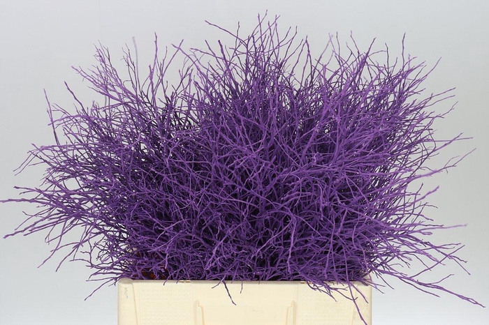 <h4>Vac Huck Purple</h4>