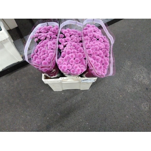 Chr S Miller Lavende