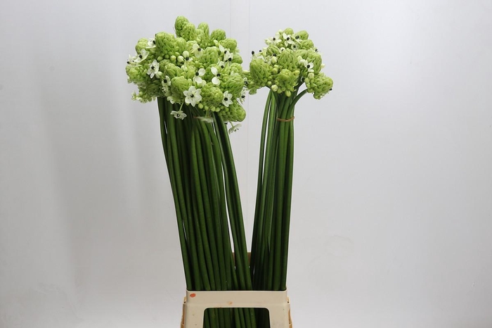 <h4>Ornithogalum Saundersiae</h4>