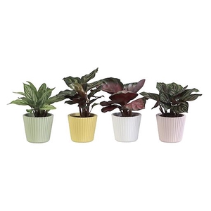 CALATHEA MIX P6 L 65919