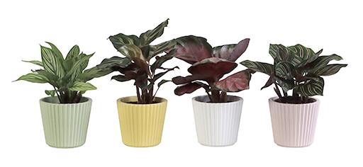 <h4>CALATHEA MIX P6 L 65919</h4>