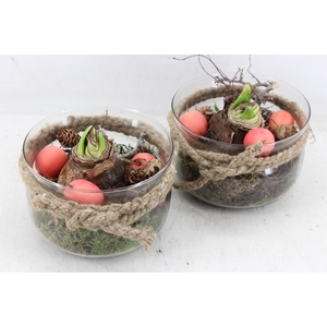 arr4 Amaryllis MB - Glas schaaltje rope kl. x6 RED