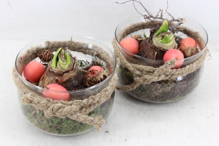 <h4>arr4 Amaryllis MB - Glas schaaltje rope kl. x6 RED</h4>