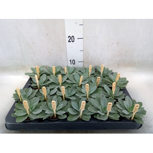 Senecio cephal. 'Mountain Fire'