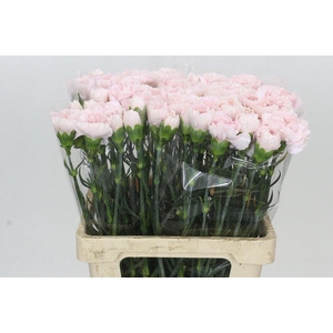 Dianthus St Signorelli