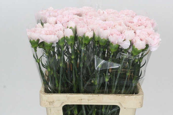 <h4>Dianthus St Signorelli</h4>