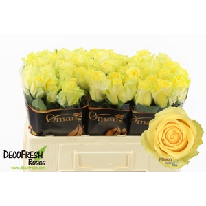 R Gr Minion Rose