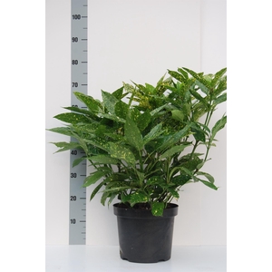 Aucuba japonica 'Variegata'