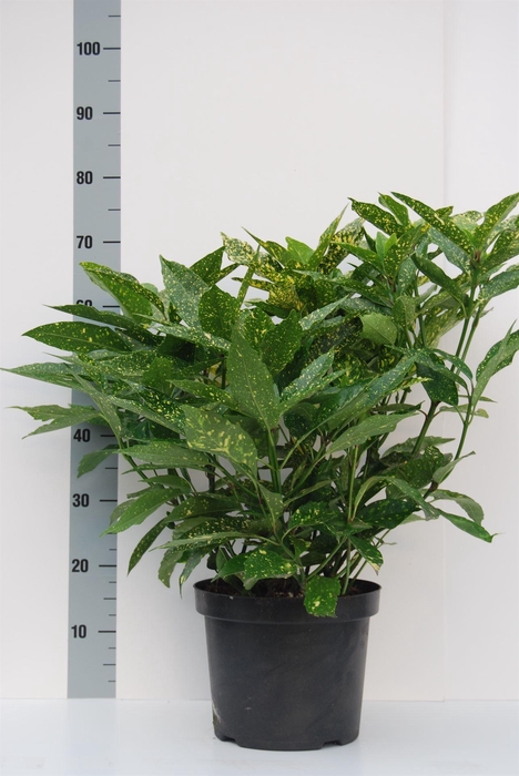 <h4>Aucuba japonica 'Variegata'</h4>