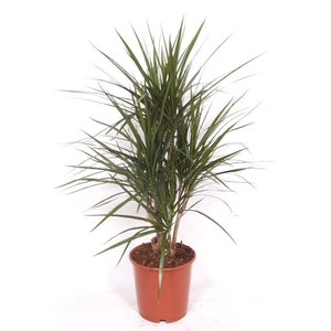 Dracaena marginata