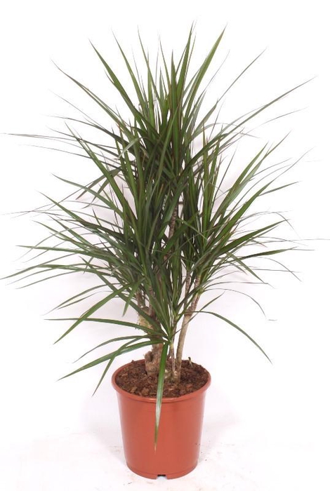 <h4>Dracaena marginata</h4>