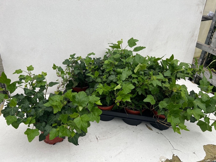 <h4>HED HE WONDER</h4>