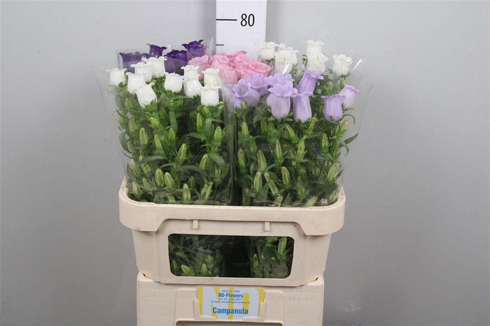 <h4>Camp Med Gemengd</h4>