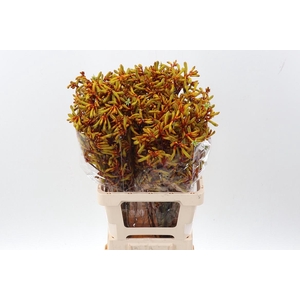 Anigoz Orange Velvet