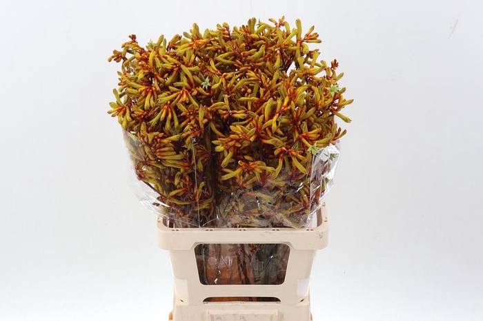 <h4>Anigoz Orange Velvet</h4>