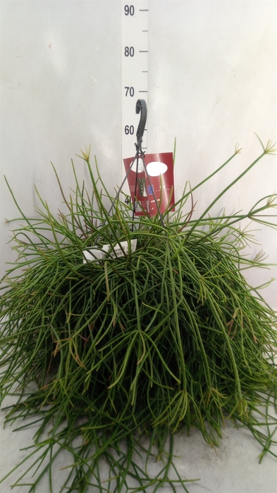 Rhipsalis   ...