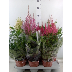 Astilbe   ...mix 4