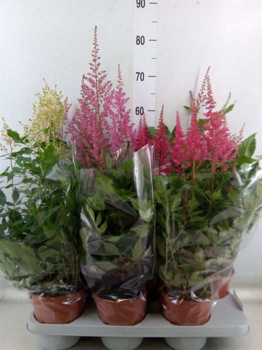 <h4>Astilbe   ...mix 4</h4>