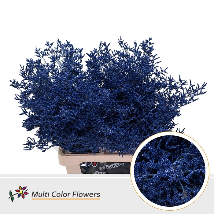 <h4>Limonium Violet Donker</h4>