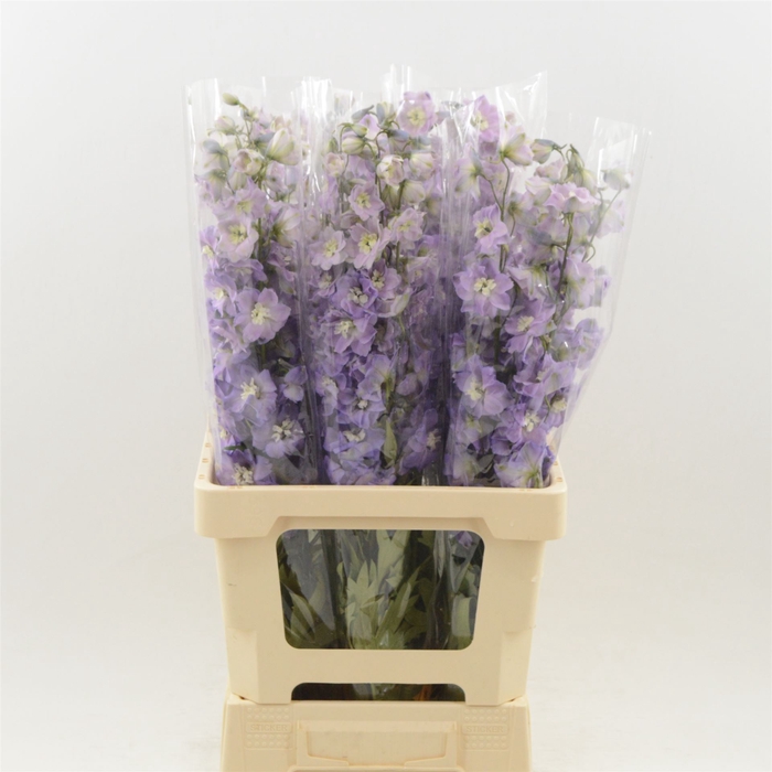 <h4>Delphinium DU 'Dev Mojo Magenta'</h4>
