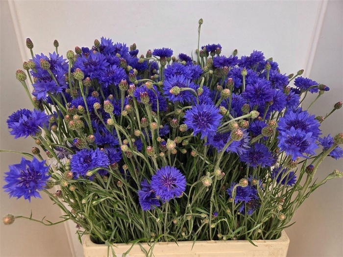 <h4>Centaurea Cyanus Blue</h4>