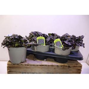 Ajuga Rept