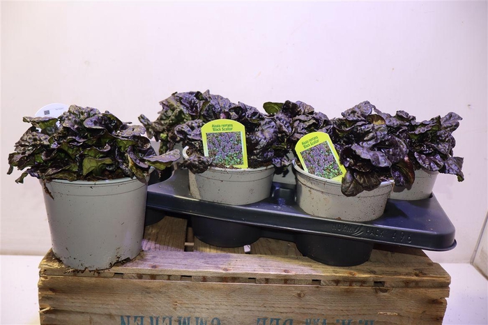 <h4>Ajuga Rept</h4>