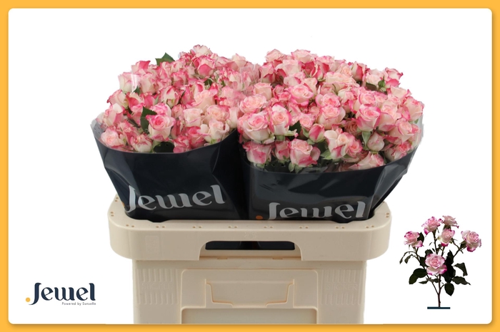 <h4>R TR REFLEX</h4>