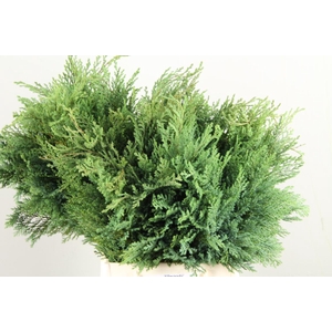 CONIFEER ELWOODI PER BUNCH