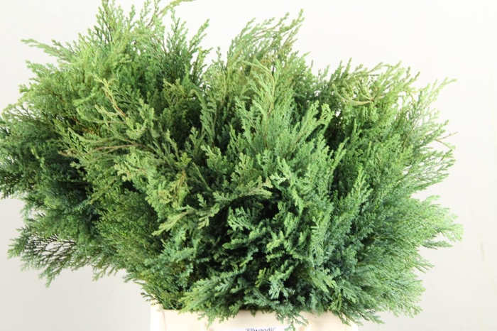 <h4>CONIFEER ELWOODI PER BUNCH</h4>