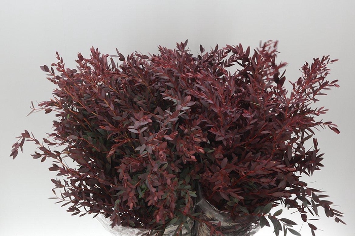 <h4>Parvi Abs Red</h4>