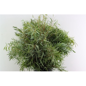 Euca Nicoly 300gr P Bunch
