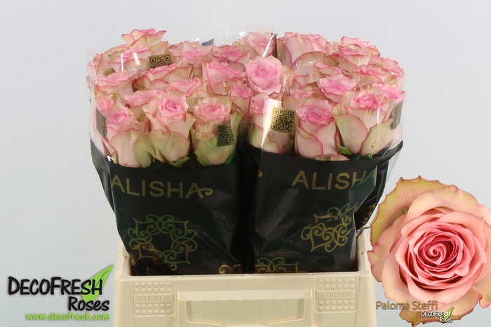 <h4>R Gr Paloma Steffi</h4>