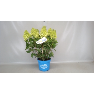 Hydrangea pan. 'Panama'