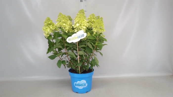 <h4>Hydrangea pan. 'Panama'</h4>