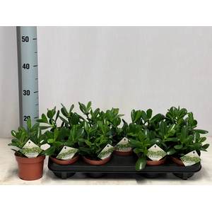 CRASS OVATA