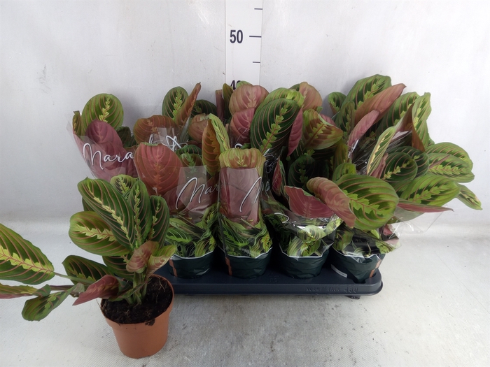 <h4>Maranta leuc. 'Fascinator'</h4>