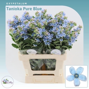 OXY CO TAN PURE BLU
