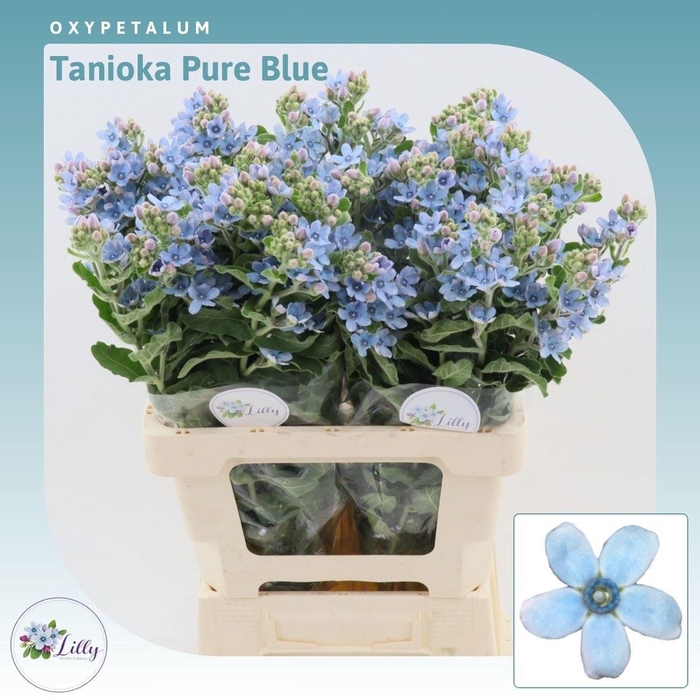 <h4>OXY CO TAN PURE BLU</h4>