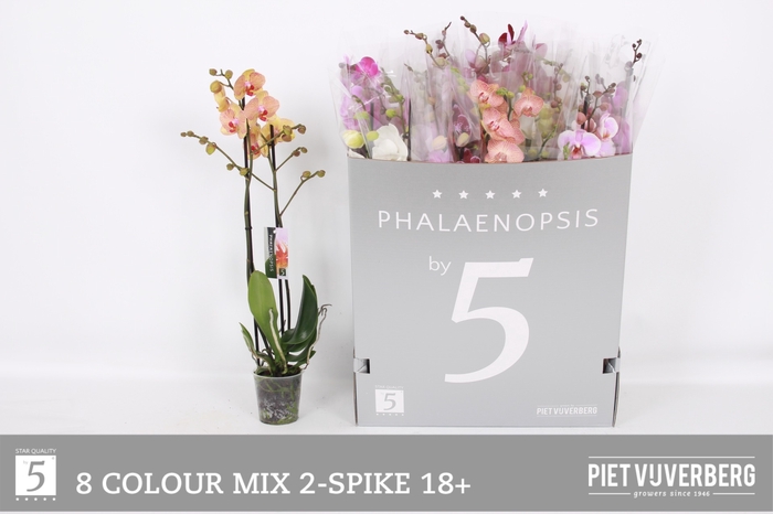 <h4>PHAL GEM 8 KL</h4>