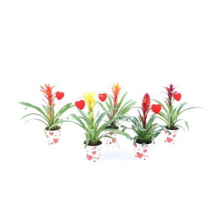 Bromelia mix True Love hart cover + steker