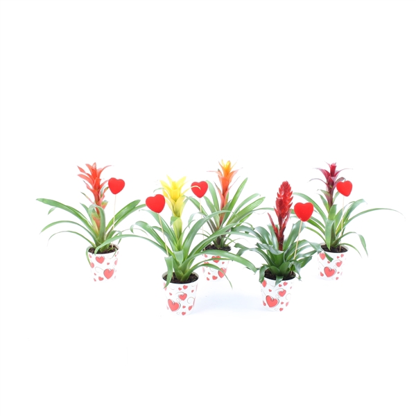 <h4>Bromelia mix True Love hart cover + steker</h4>